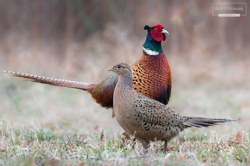 Pheasant\'s Matingphoto preview