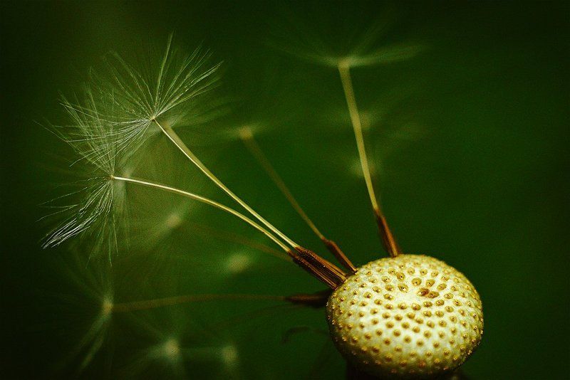 До последнегоphoto preview