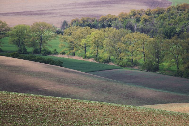 поля весна чехия Цвета и волны моравииphoto preview