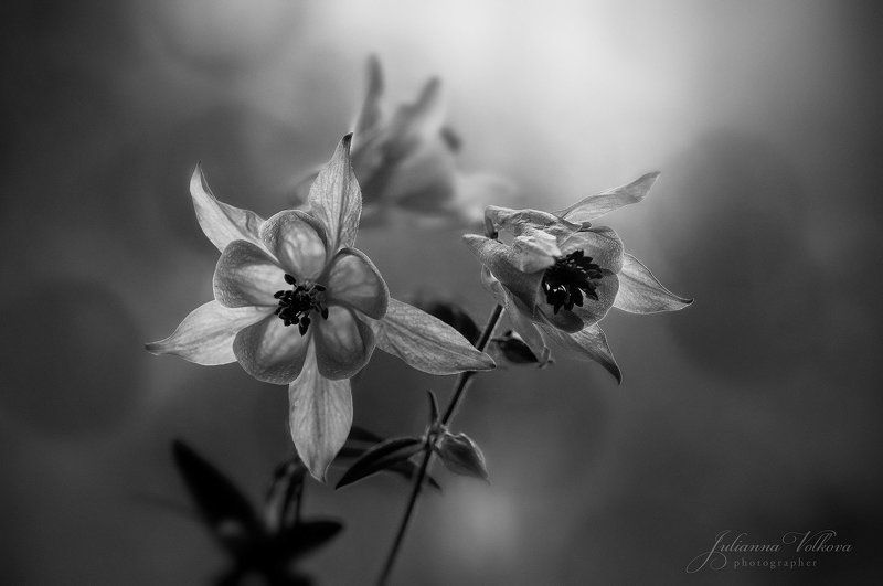 цветок, макро, черно-белое фото, аквилегия, водосбор Aquilégiaphoto preview