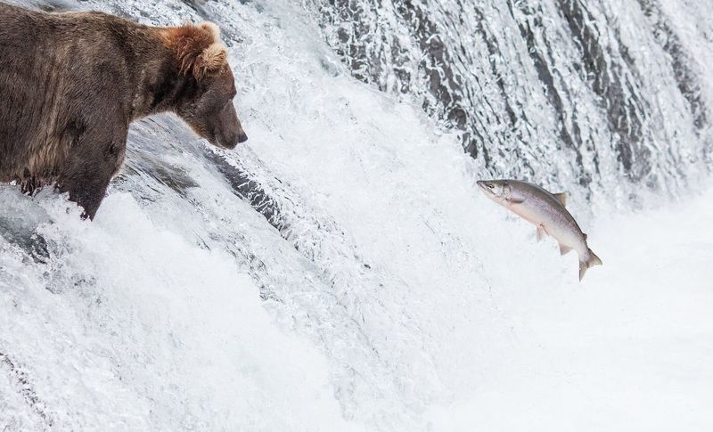 alaska, katmai, bear, brooks camp, wildlife,grizzly,salmon photo preview