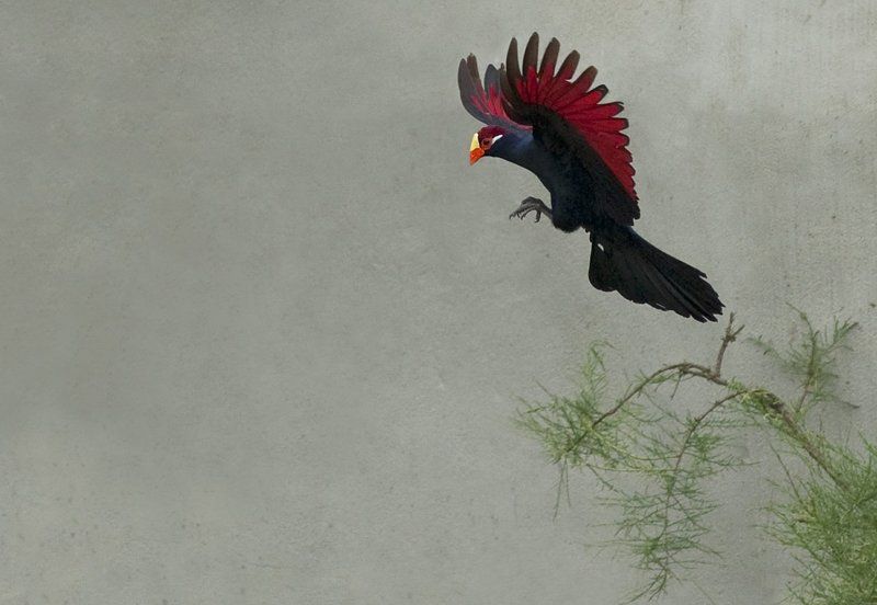 Touraco violetphoto preview