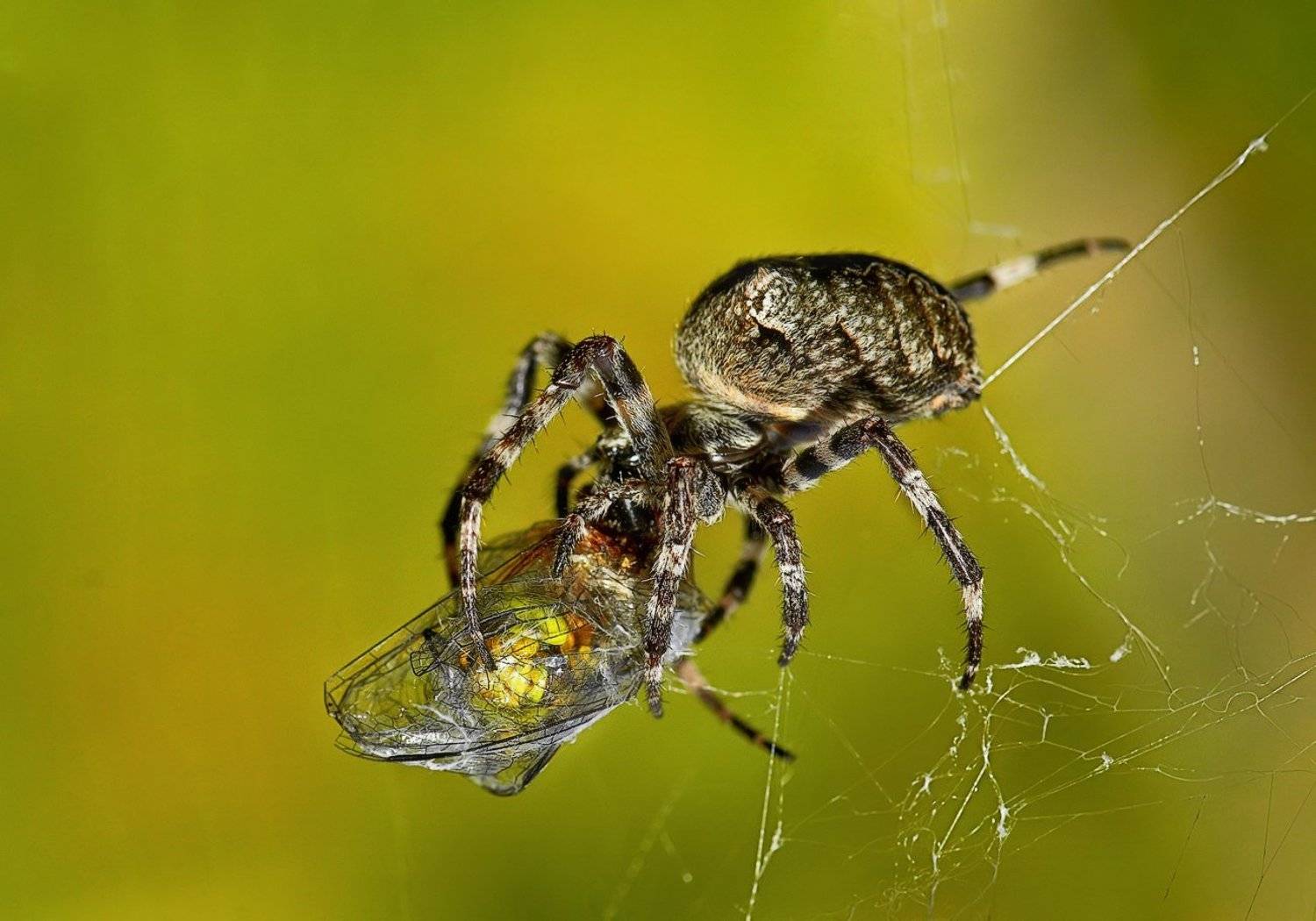 macro, Александр Демин