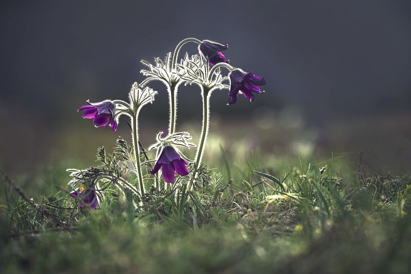 алтай Весеннее настроение Алтая.photo preview