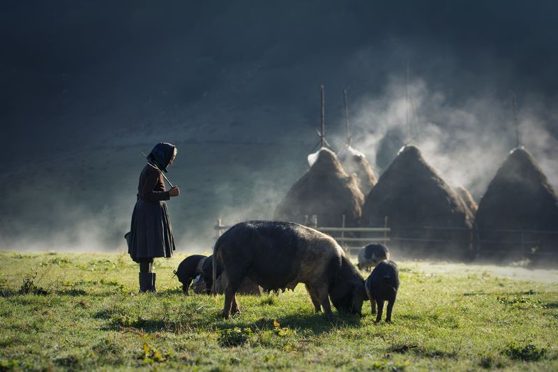rural, idyll, landscape, village, mountain, river, sunrise, light, spring, pigs Storyphoto preview