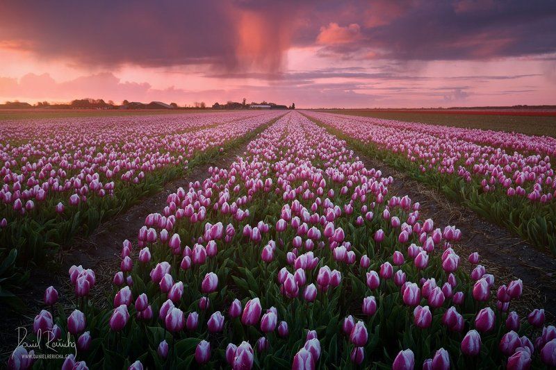 Netherlands, Nederland, Niederlande, Holland, North Holland, Holanda, Dutch, Alkmaar, Europe, kitsch, rain, rain clouds, flowers, tulips, spring flowers, field, blooming field, line, red, blue, blue sky, sky, red sky, clouds, colorful, sunrise, travel, da Dutch kitschphoto preview