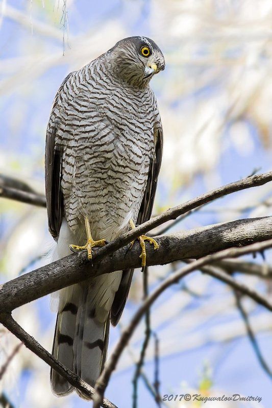 Ястреб-перепелятникphoto preview