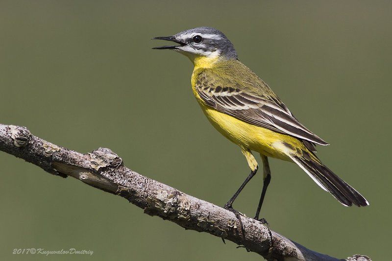 Жёлтая трясогузкаphoto preview