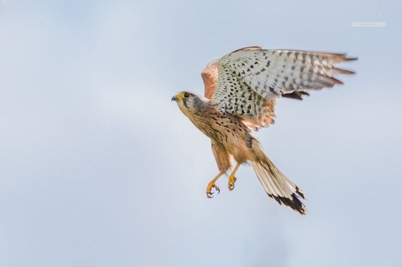 Kastrelphoto preview