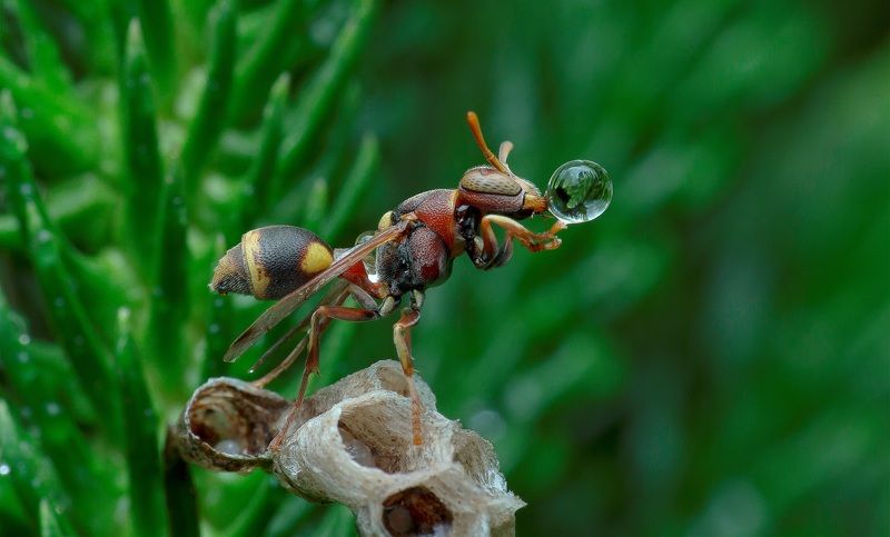 #macro#wasp#waterbubble Wasp Blowing Water Bubblephoto preview