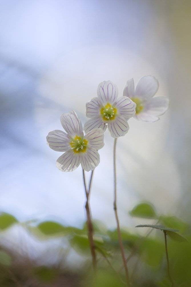 , Иваненко Светлана