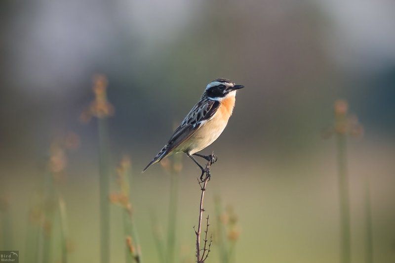 birds, Saxicola rubetra, male, evening Saxicola rubetra. Malephoto preview