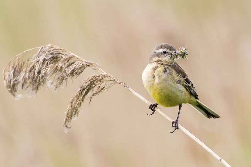 Гурманphoto preview
