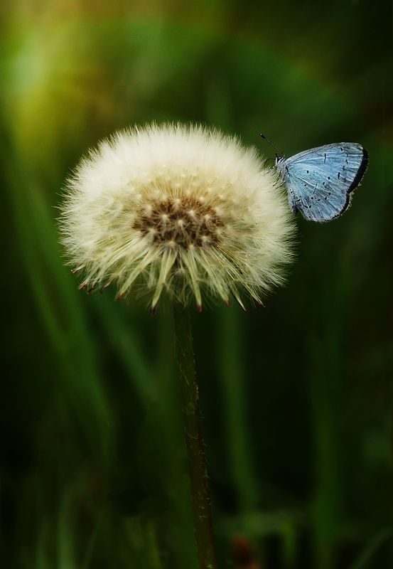 одуванчик, весна, бабочка, цветы, трава Тишина..photo preview