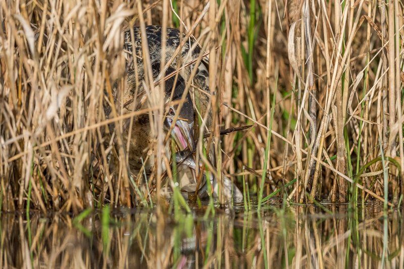 Eurasian bittern; great bittern; Botaurus stellaris; Birder\'s Corner; Birds The Eurasian bittern or great bittern (Botaurus stellaris) фото превью