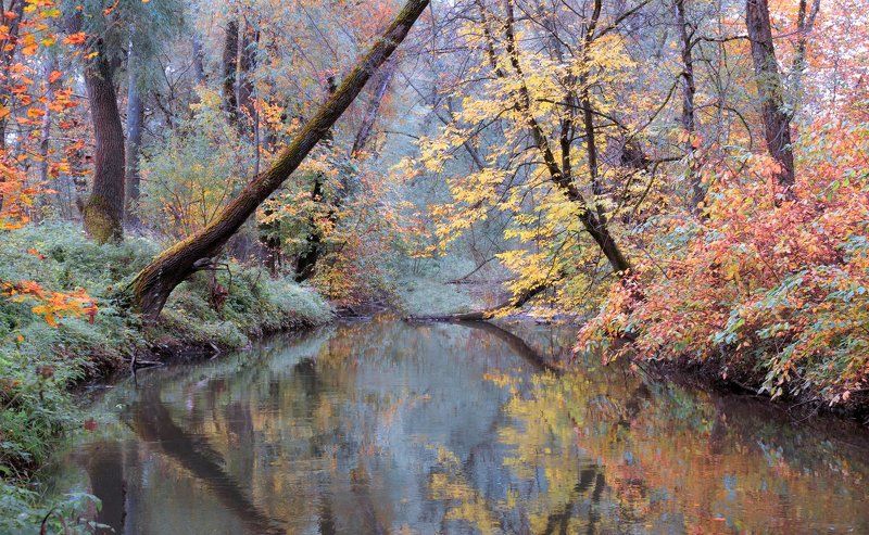 река, осень, лес, сходня Осеньphoto preview