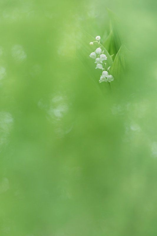 О цвете ландышаphoto preview