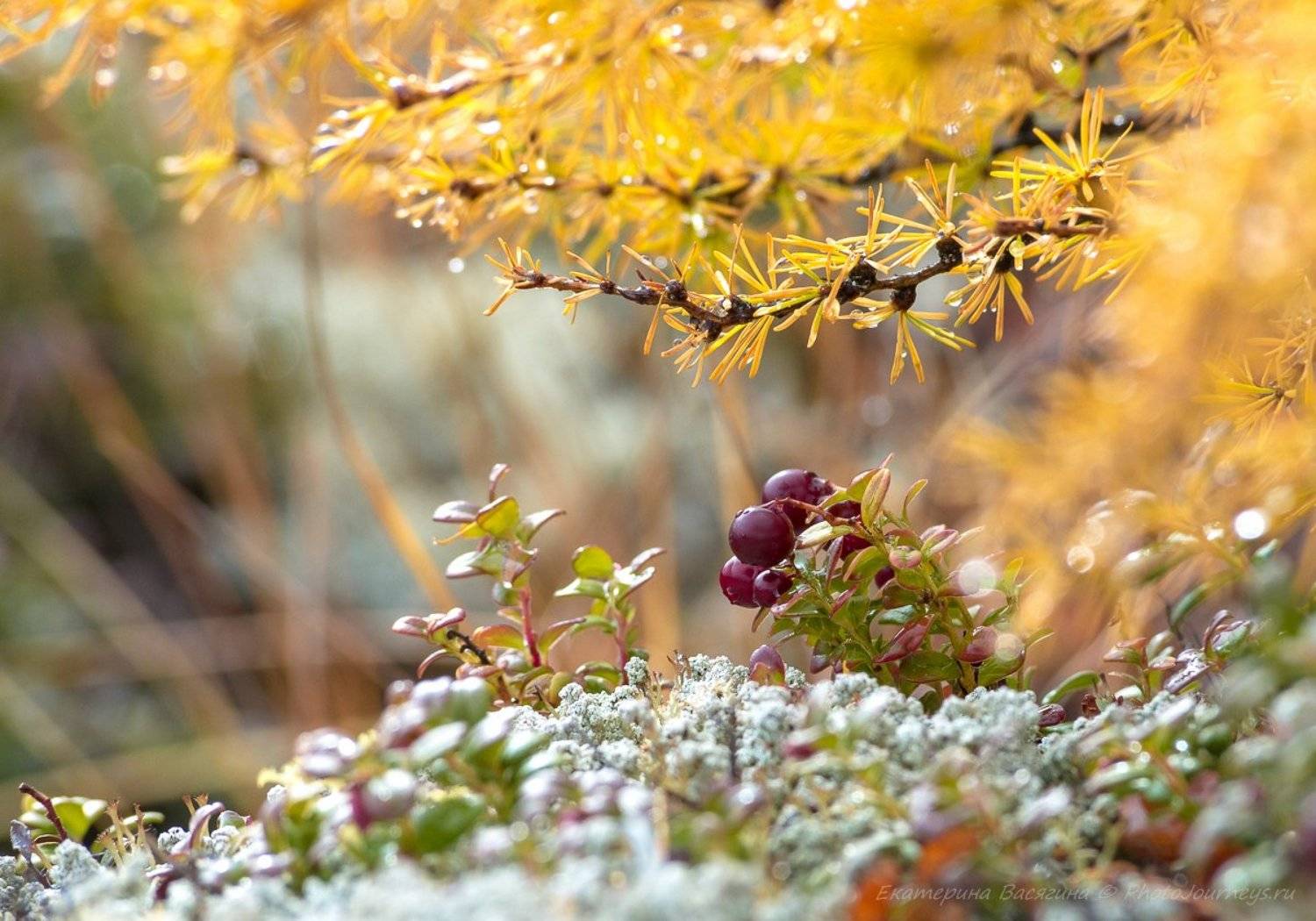 , Екатерина (PhotoJourneys.ru) Васягина