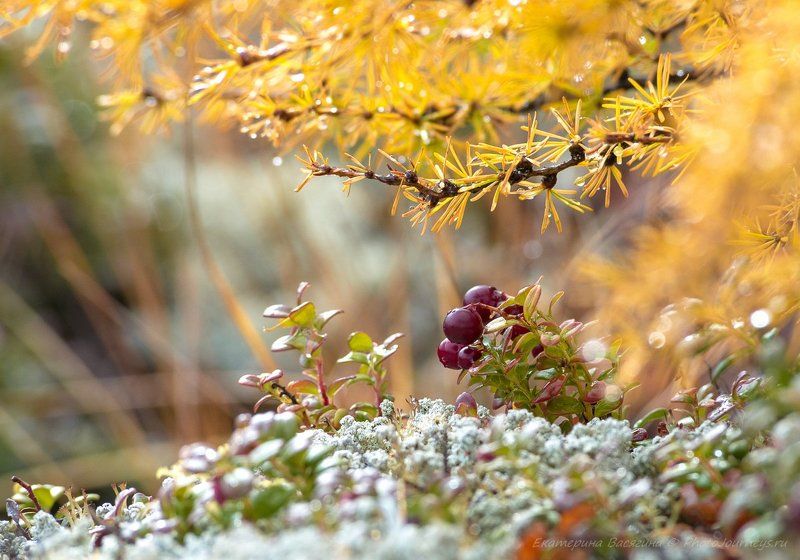 Северное очарованиеphoto preview