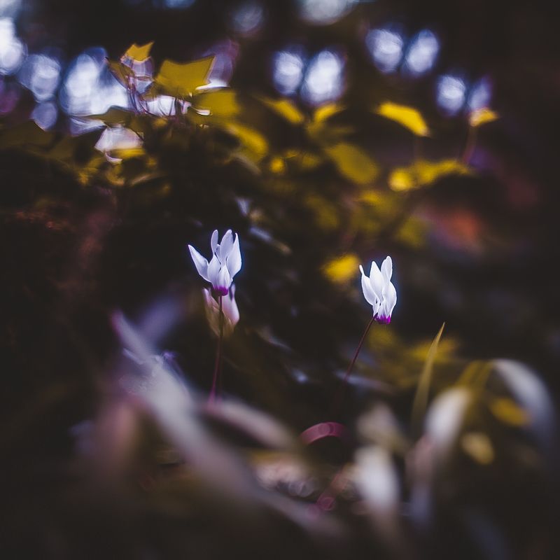 В ботаническом садуphoto preview