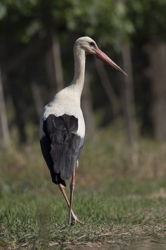 Грацияphoto preview