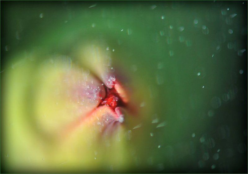 макро , бутон , тюльпан Инопланетное :) Рождение тюльпана.photo preview