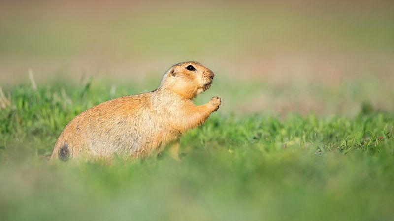 суслик,животное,животные,природа,фотоохота День суркаphoto preview