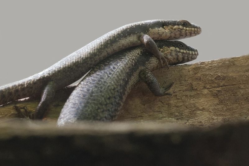 Scinquephoto preview