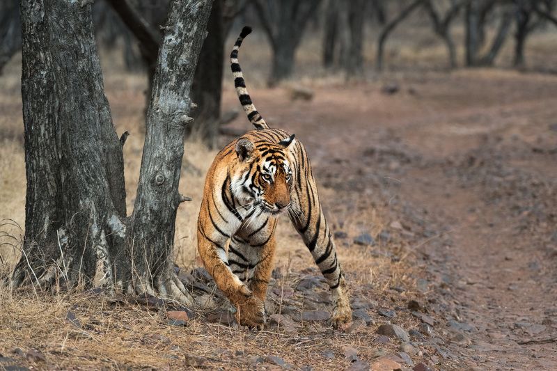 И хвост трубойphoto preview