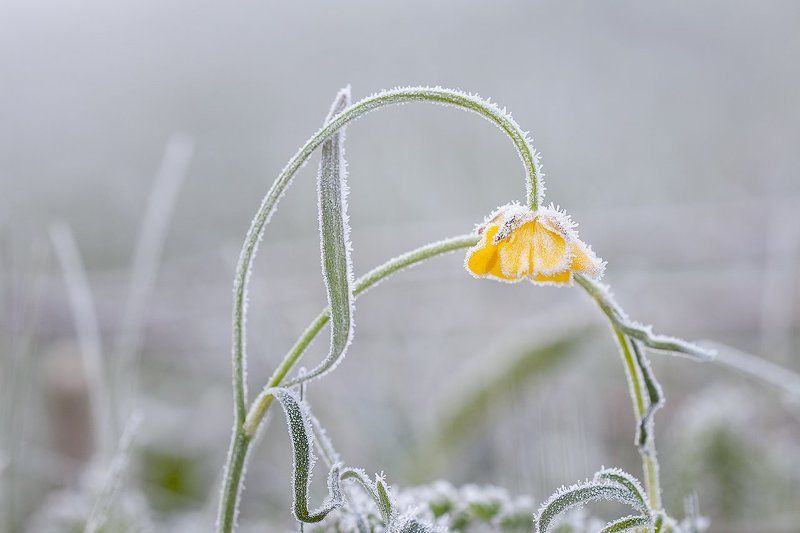 Холодное майское утро.photo preview