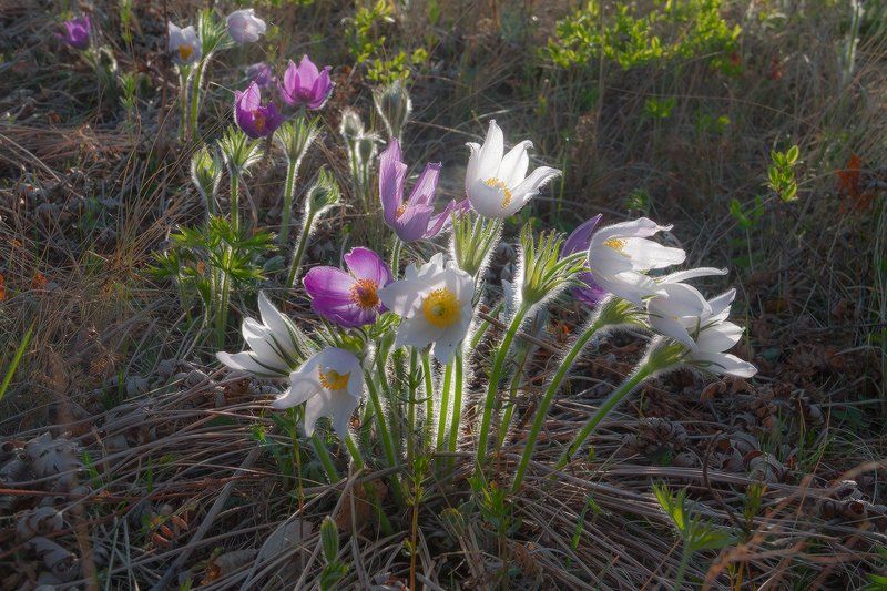 Породнилисьphoto preview