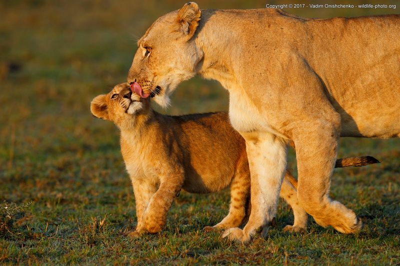 африка, кения, мастер-класс, фотосафари, дикие, животные, фотографировать Я люблю свою мамуphoto preview