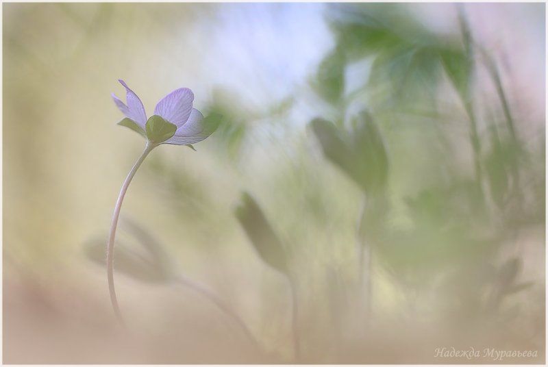 печёночница, перелеска, hepatica Аплодисментыphoto preview