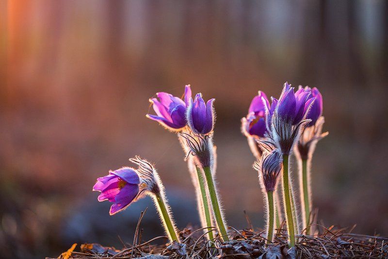 Про самсончики(сон-траву).photo preview
