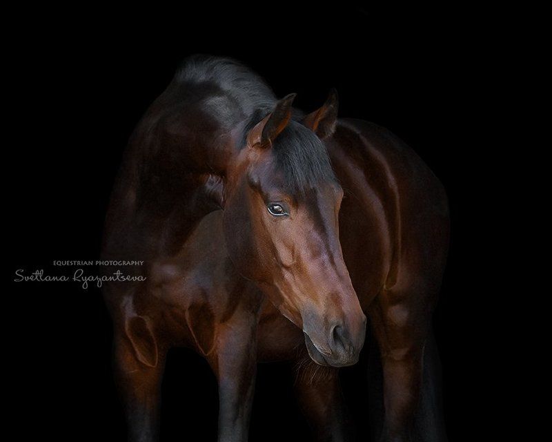 horse, black, isolated, head, portrait, лошадь, лошади, портрет Кембриджphoto preview
