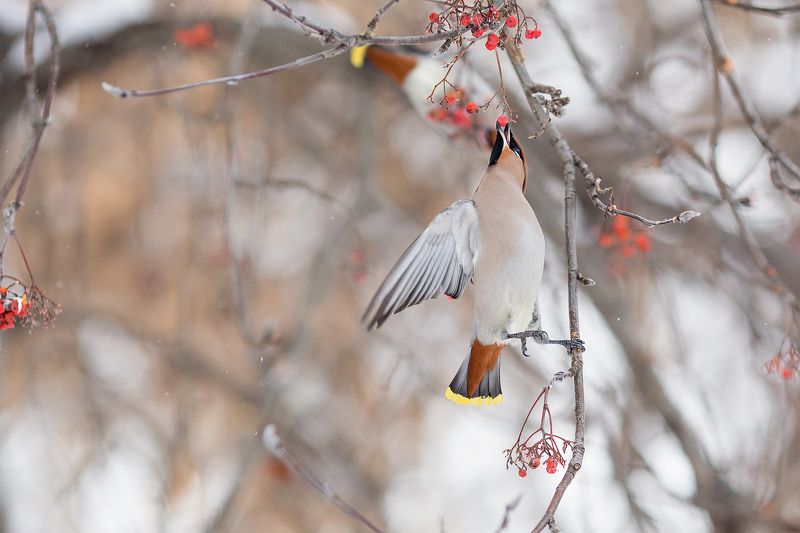 свиристельphoto preview