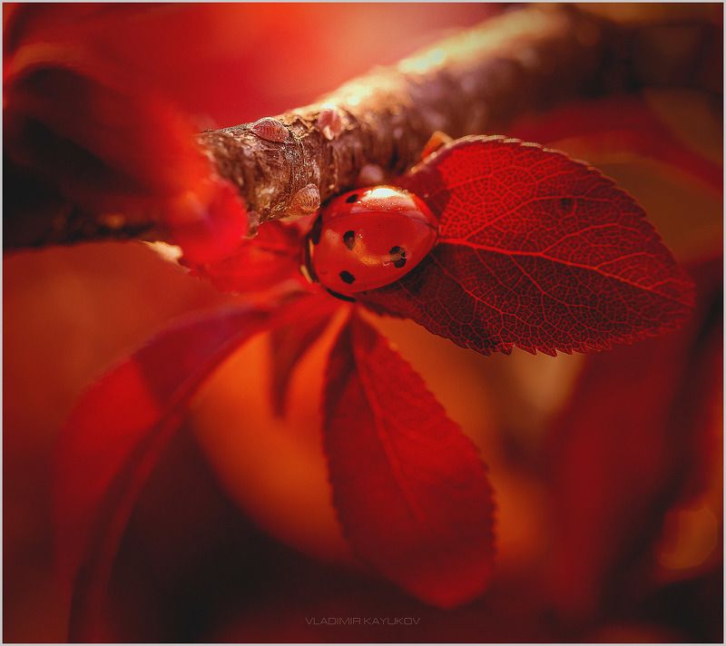Игра в прятки с Ladybug на красном. Май 2017photo preview
