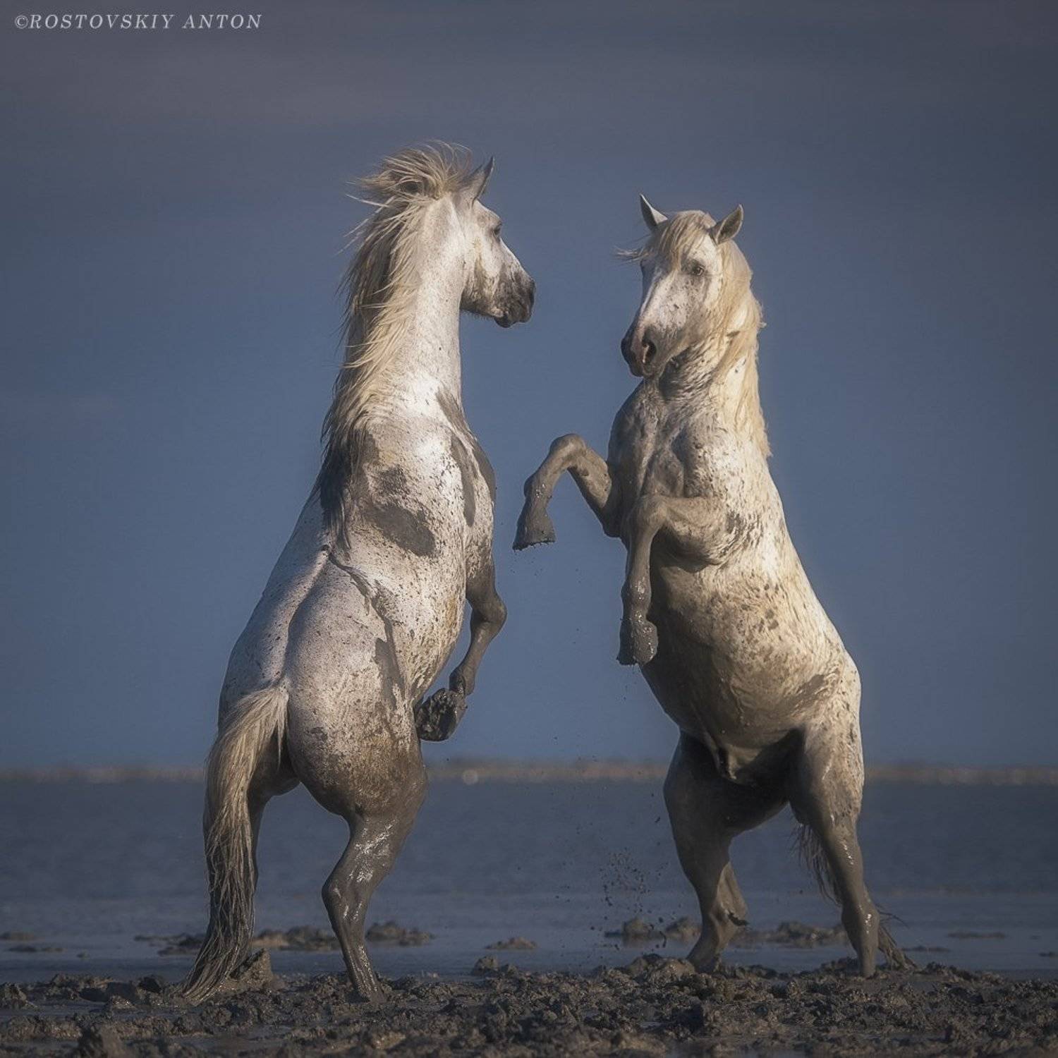 Камарг, фототур, Франция, жеребцы, кони, бой, противостояние, Антон Ростовский