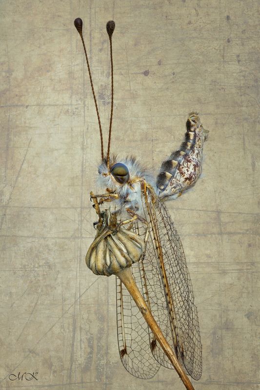 аскалаф, bubopsis andromache Мисс Элегантностьphoto preview