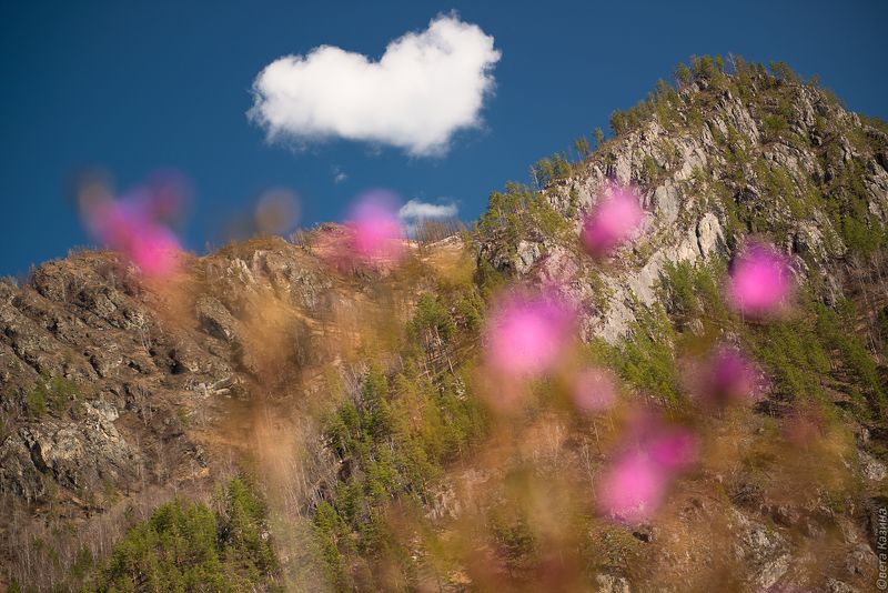 маральник, рододендрон, весна, май, алтай, горный алтай, сердце, счастье Из Алтая с любовью...photo preview