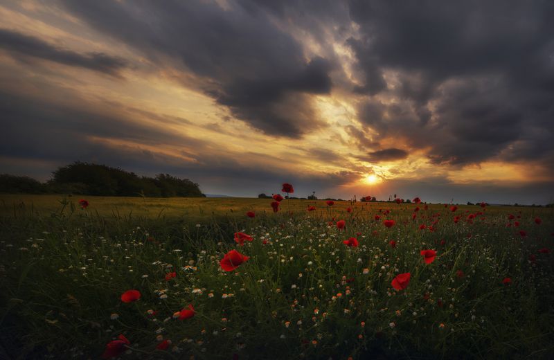landscape,nature,poppies,colors,flowers,fields,sunset, пейзаж, природа Poppiesphoto preview