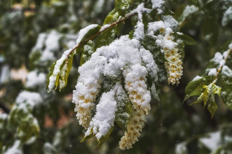 Про теплый майский снежок или у природы нет плохой погоды...photo preview