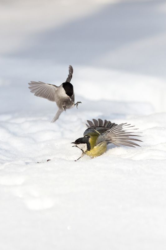 Дракаphoto preview