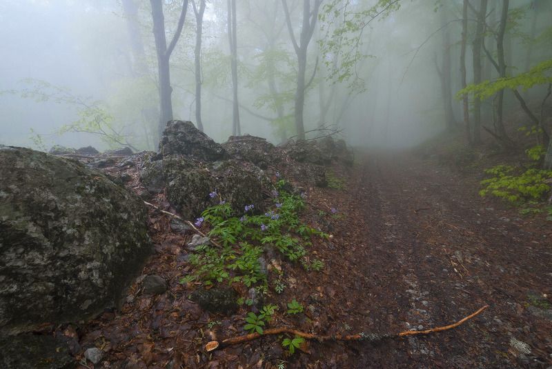 Романовская дорога. Из глубины веков.....photo preview