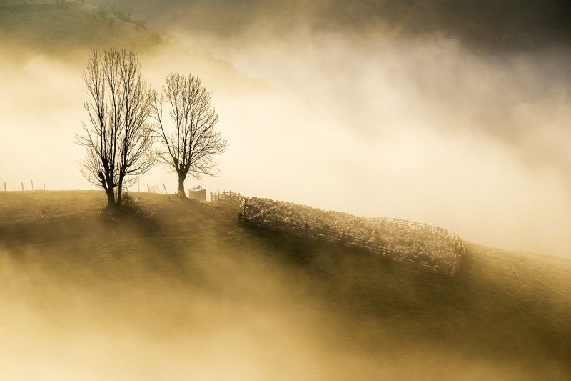 hill,trees,sheeps,mist,fog,nature, The hillphoto preview