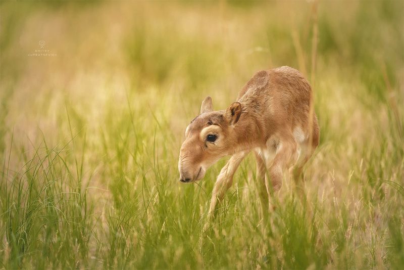 Первые шагиphoto preview