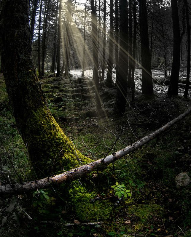 деревоphoto preview