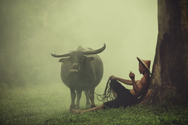 buffalo,relaxation,smoke,fog,thai,thailand Relaxationphoto preview