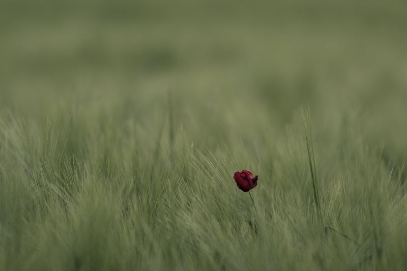 Одиночествоphoto preview