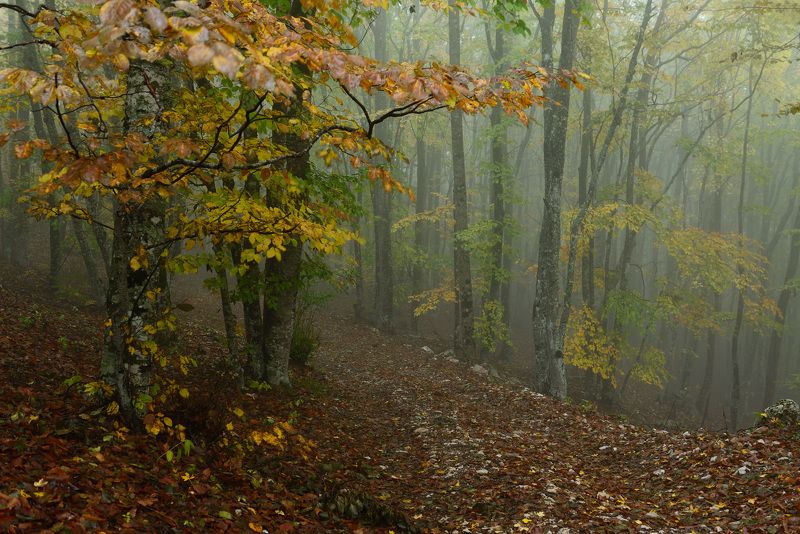 Осень в Крыму....photo preview